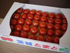 出荷されるトマト